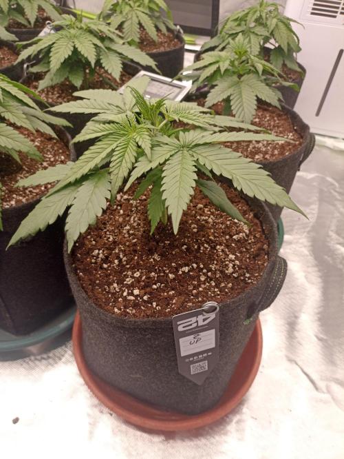 AntiDep Z. Week 4
