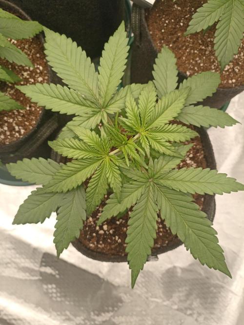 AntiDep Z. Week 4