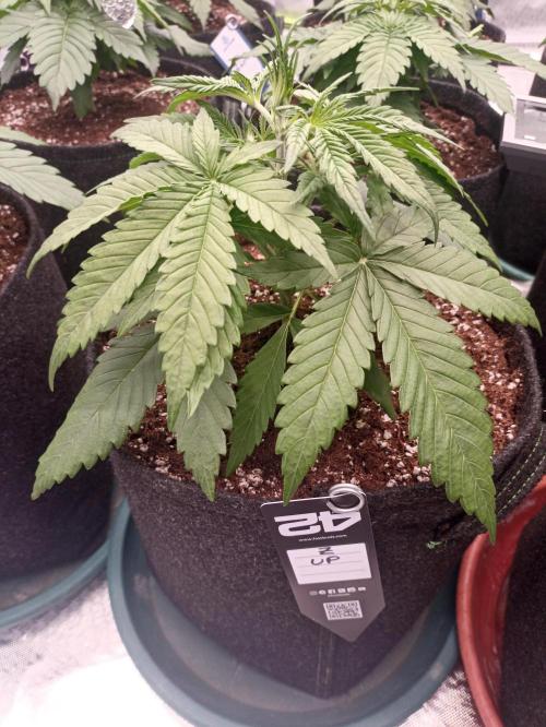 AntiDep Z. Week 4