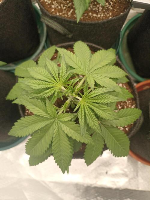 AntiDep Z. Week 4