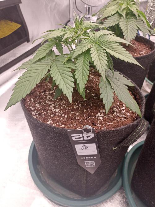 AntiDep Z. Week 4