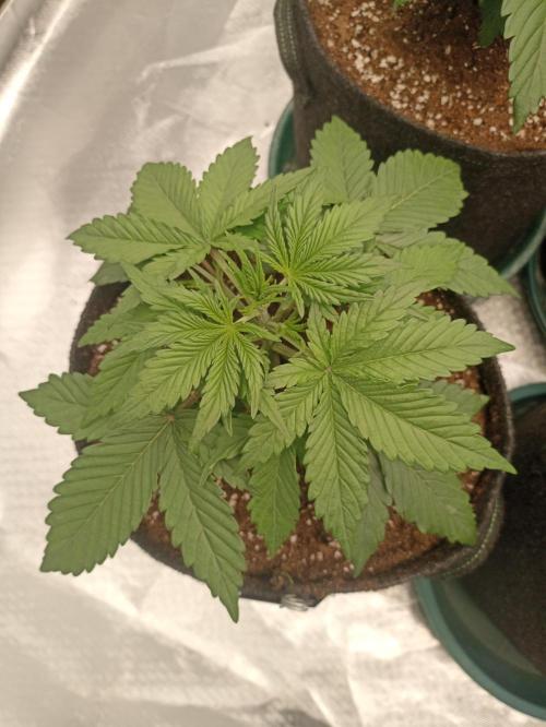 AntiDep Z. Week 4