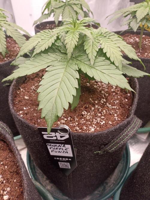 AntiDep Z. Week 4