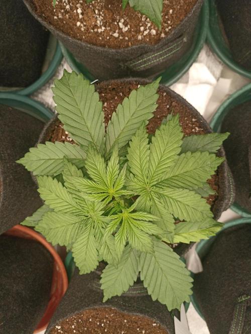 AntiDep Z. Week 4