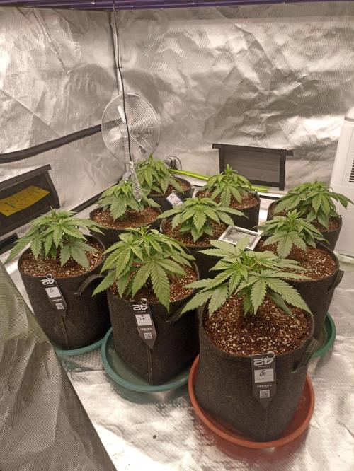 AntiDep Z. Week 4