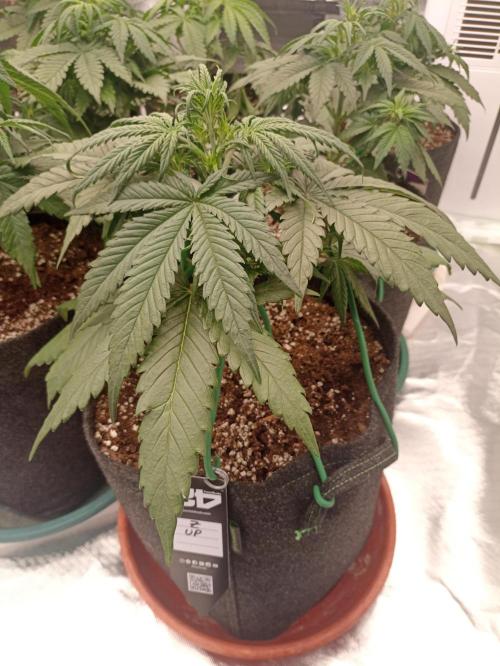 AntiDep Z. Week 5