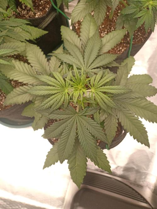 AntiDep Z. Week 5
