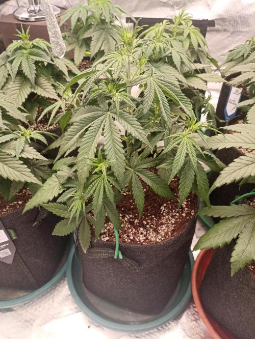 AntiDep Z. Week 5