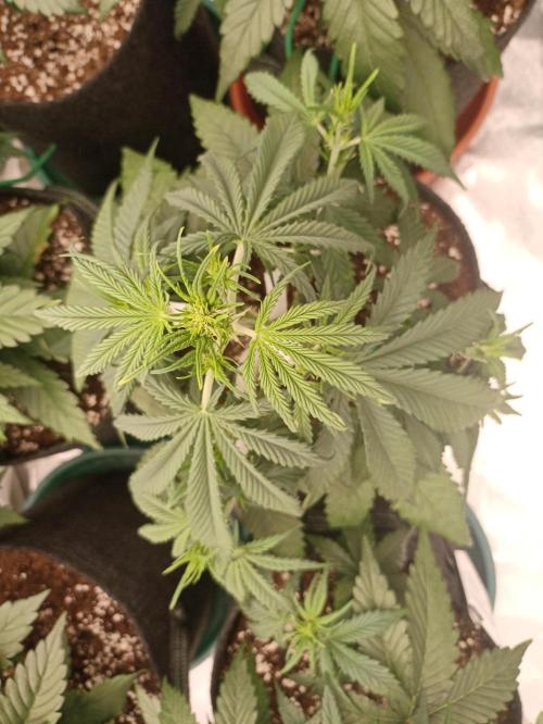 AntiDep Z. Week 5