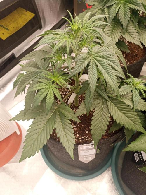 AntiDep Z. Week 5
