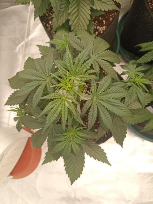 AntiDep Z. Week 5