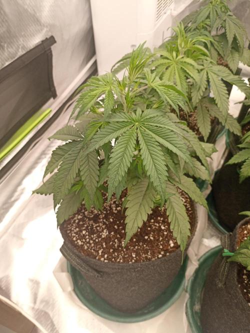 AntiDep F. Week 5