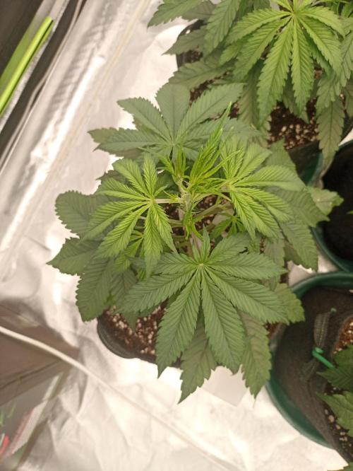 AntiDep F. Week 5