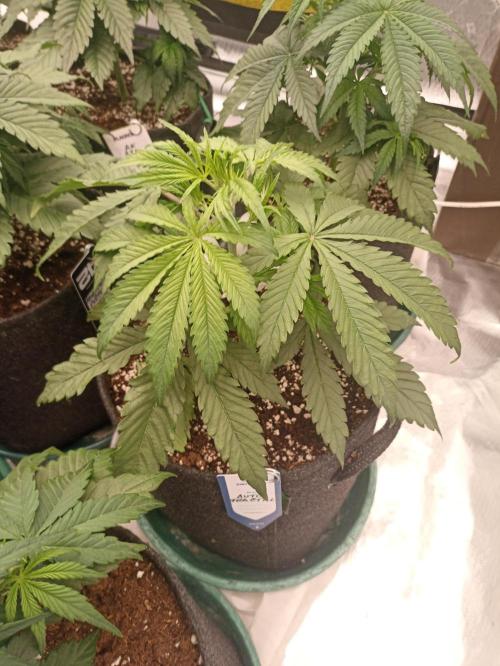AntiDep F. Week 5