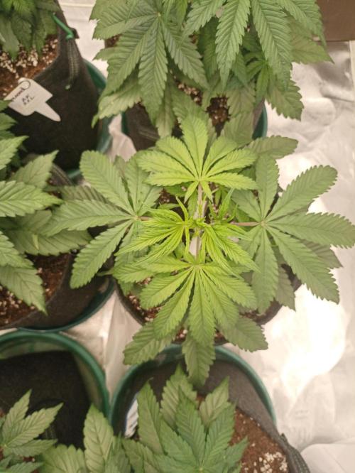 AntiDep F. Week 5
