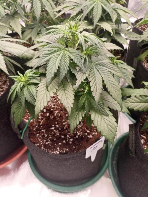 AntiDep AK. Week 5
