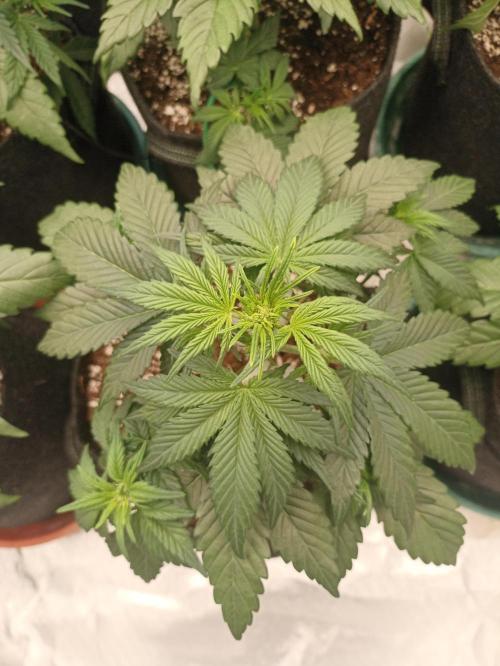 AntiDep AK. Week 5