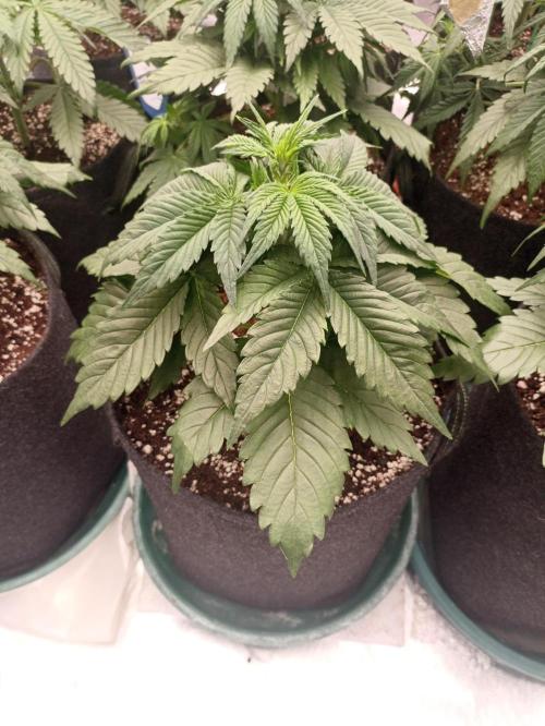 AntiDep AK. Week 5