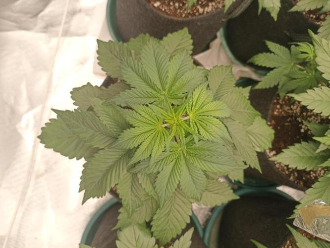 AntiDep AK. Week 5