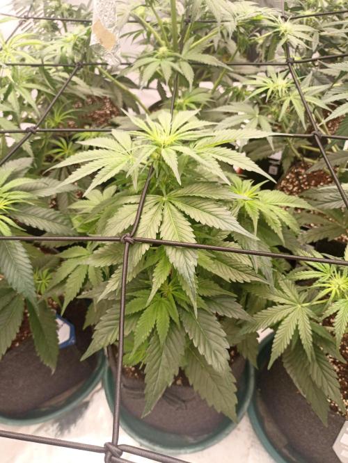 AntiDep AK. Week 6
