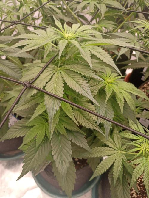 AntiDep AK. Week 6