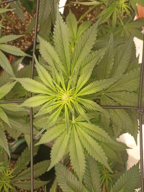 AntiDep AK. Week 6