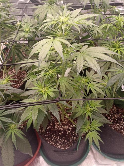 AntiDep AK. Week 6