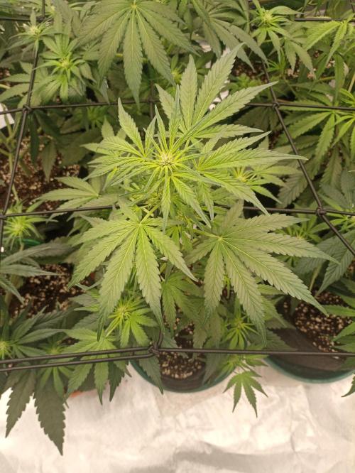 AntiDep AK. Week 6