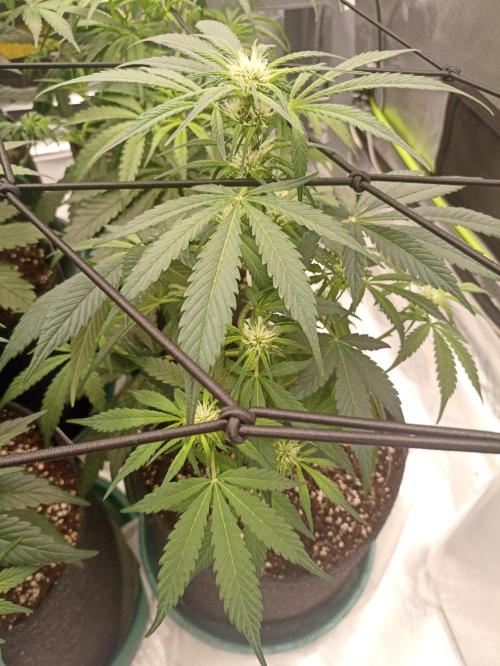 AntiDep F. Week 6