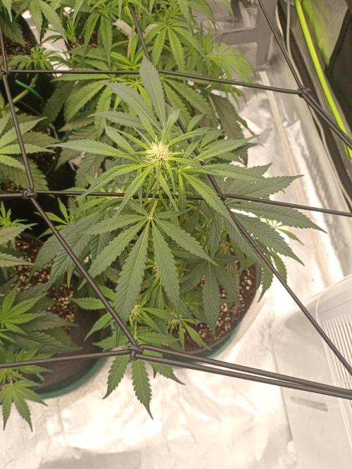 AntiDep F. Week 6