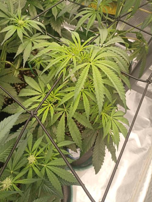 AntiDep F. Week 6