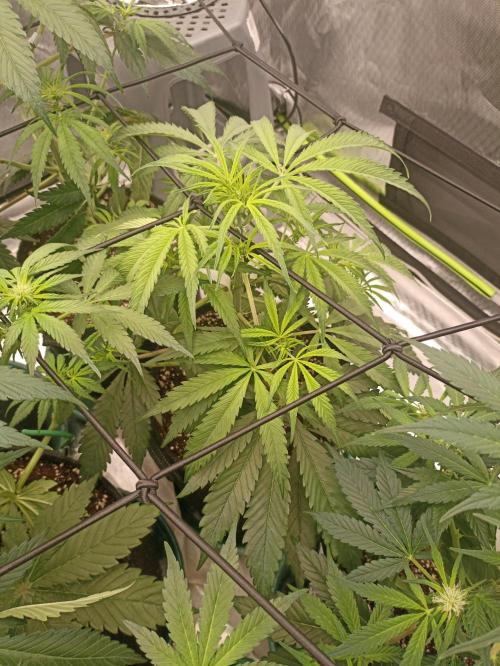 AntiDep F. Week 6