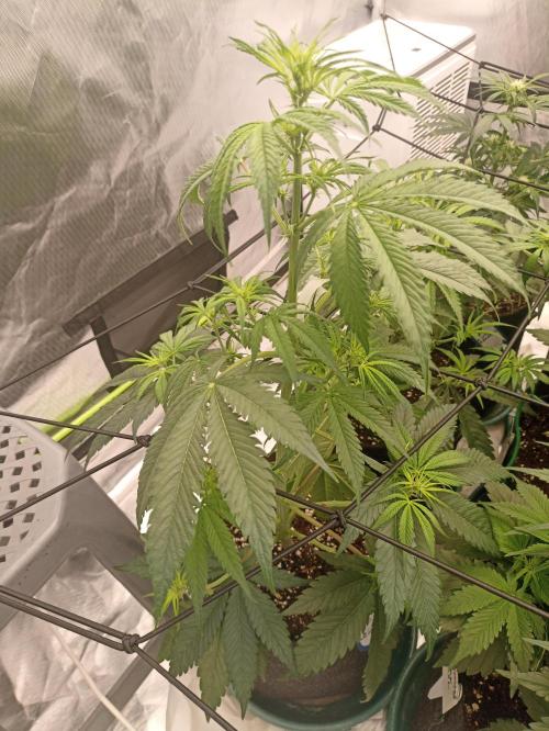 AntiDep F. Week 6