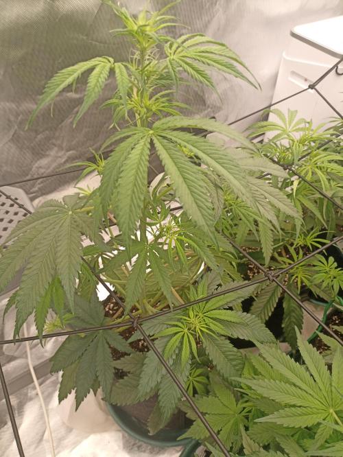 AntiDep F. Week 6