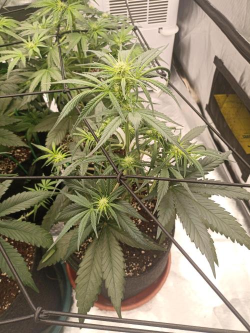 AntiDep Z. Week 6