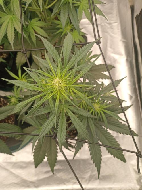 AntiDep Z. Week 6
