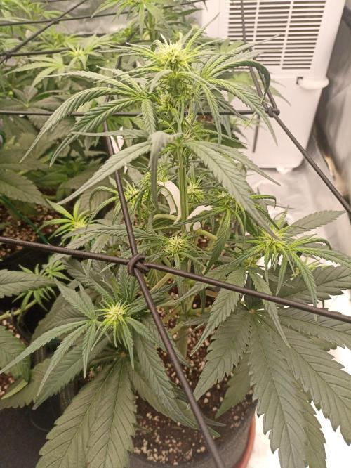 AntiDep Z. Week 6