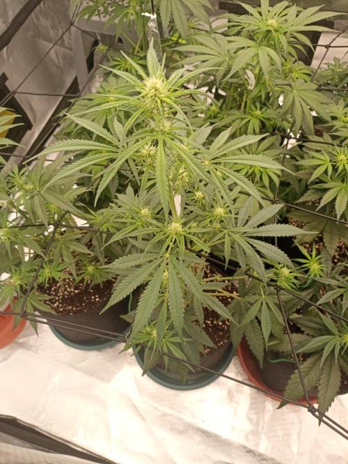 AntiDep Z. Week 6