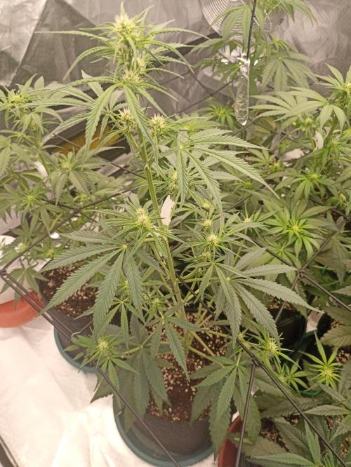 AntiDep Z. Week 6