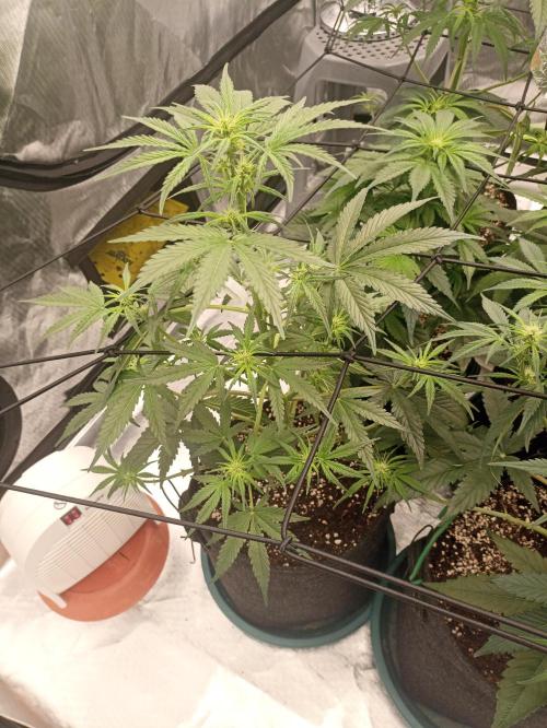 AntiDep Z. Week 6