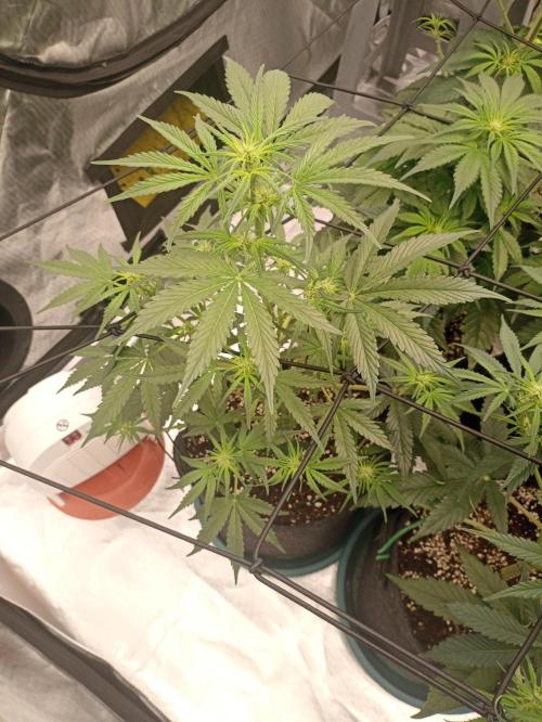 AntiDep Z. Week 6