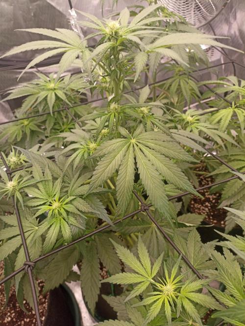 AntiDep Z. Week 6