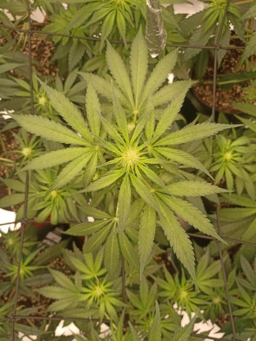 AntiDep Z. Week 6