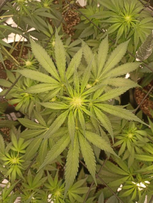 AntiDep Z. Week 6