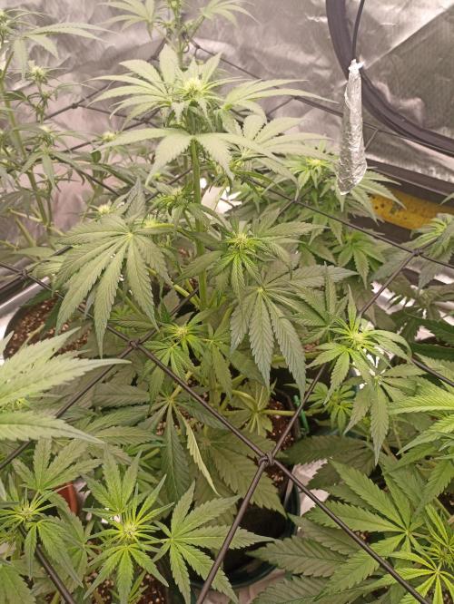 AntiDep Z. Week 6