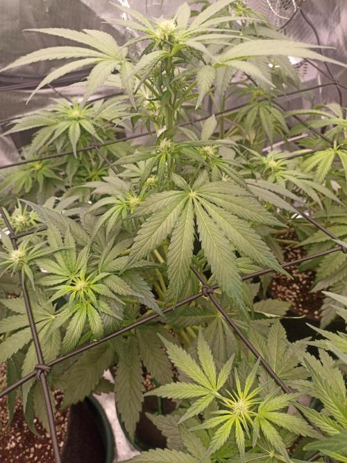 AntiDep Z. Week 6