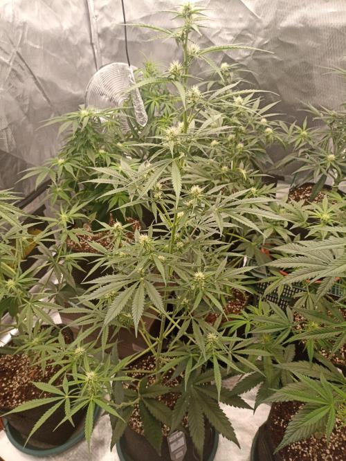 AntiDep Z. Week 7