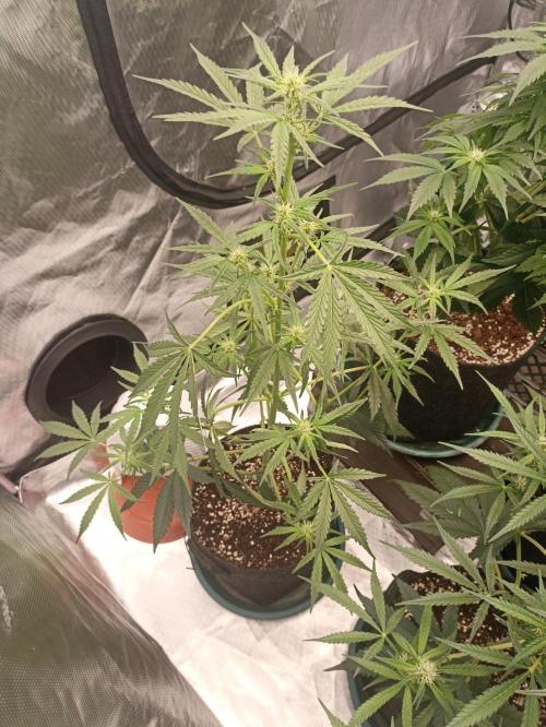 AntiDep Z. Week 7