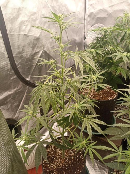 AntiDep Z. Week 7