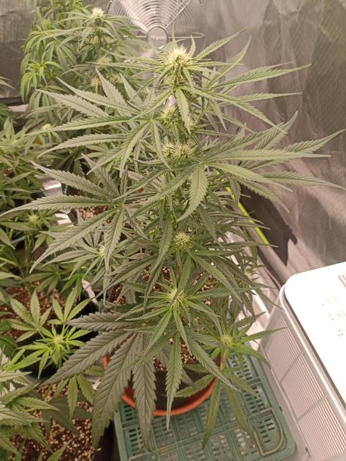 AntiDep Z. Week 7